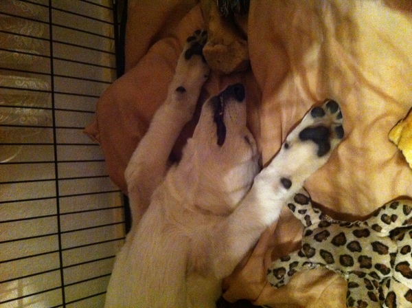 Zwitserse Witte Herdershond