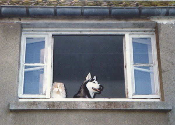 leven als hond & kat