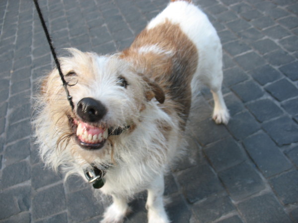 Hij laat zijn tanden zien