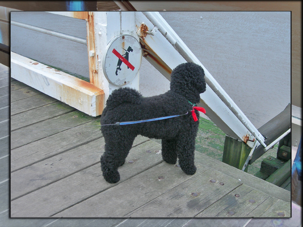 Zo welkom zijn als een hond in de keuken