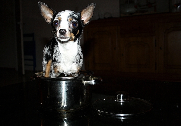 Betere Honden fotowedstrijd: De hond in de pot vinden IZ-16