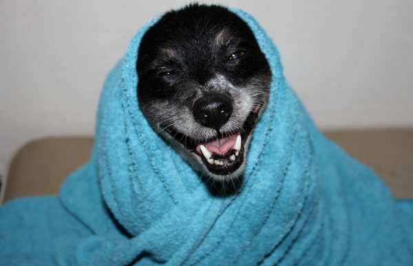 Wie het laatst lacht, lacht het best