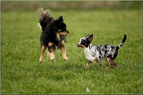 Een kat (euh,hond) in het nauw maakt rare sprongen