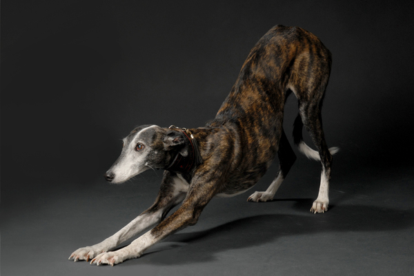 Galgo Español