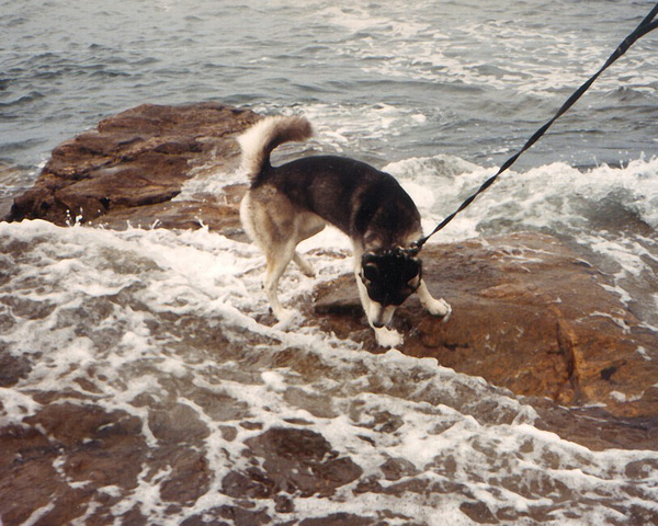 Spijkers op laag water zoeken