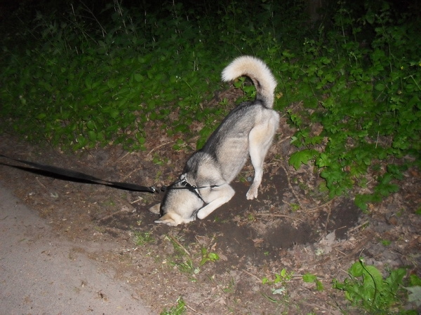 wie een kuil graaft voor den ander