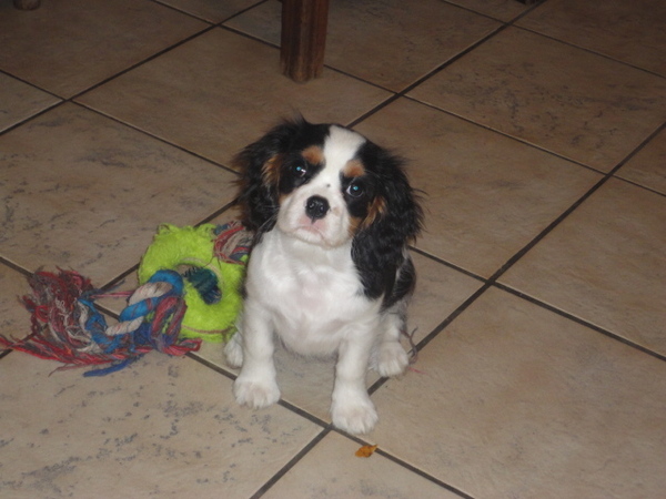 Cavalier King Charles Spaniel