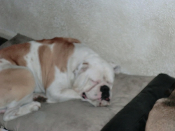 geen slapende honden wakker maken