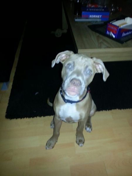 American Staffordshire Terrier