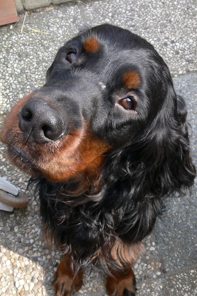 Gordon Setter