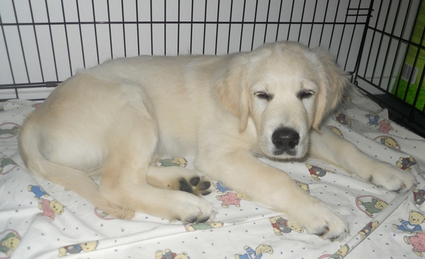 Men moet geen slapende honden wakker maken. 