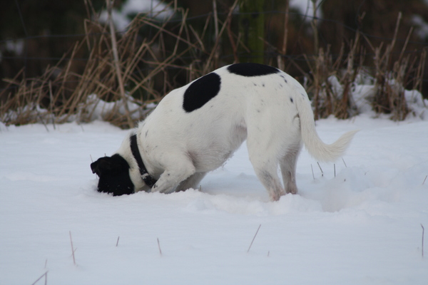 Je kop in het zand(sneeuw) steken