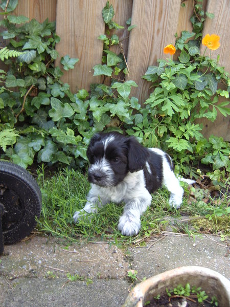 Nederlandse Schapendoes