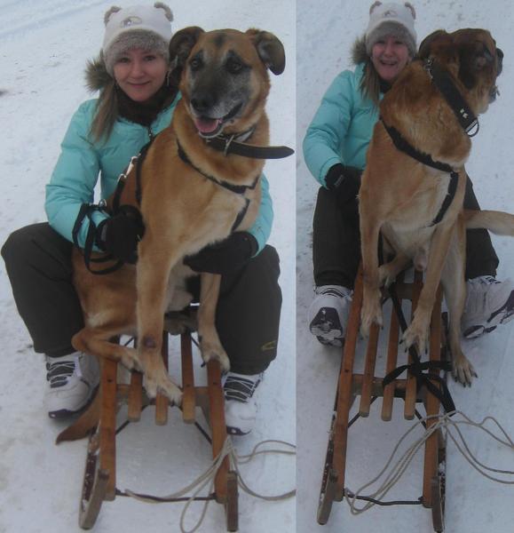 De slee en de hond :D