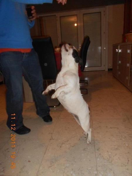 Als de kat van huis is dansen de muizen