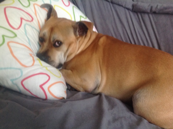 American Staffordshire Terrier