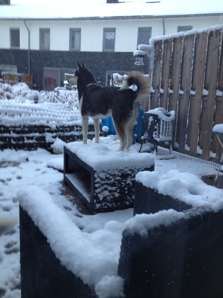 Als de kat van huis is....