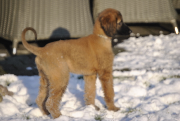 El Jamrah of paradise