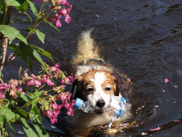 Kooikerhondje