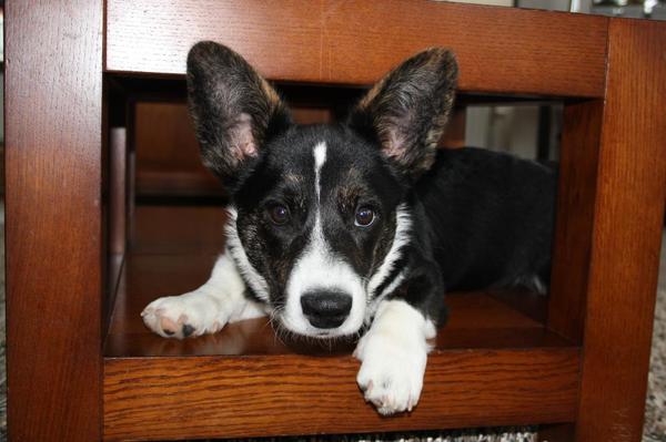 kleine kai hopelijk word die snel weer gevonden