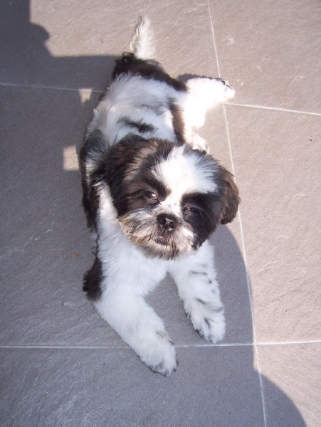 Shih Tzu