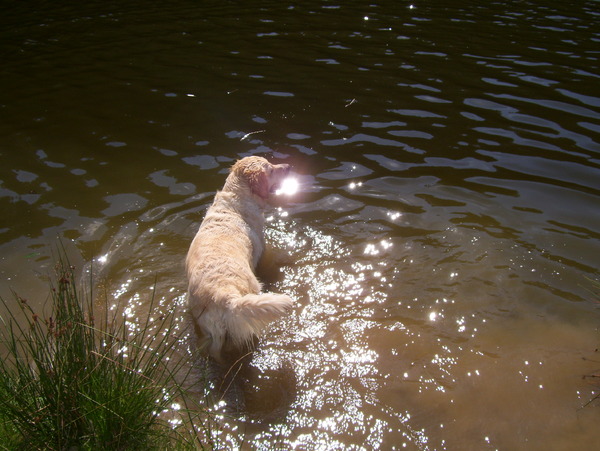 Het is niet al goud dat  blinkt