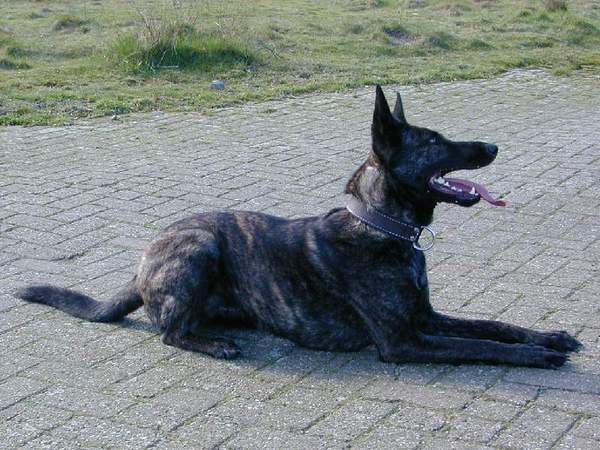 Hollandse Herdershond