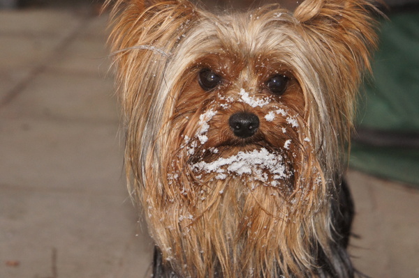 Yorkshire Terrier
