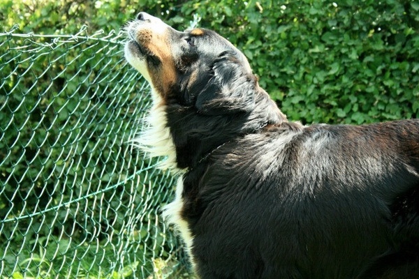 Blaffende honden bijten niet.