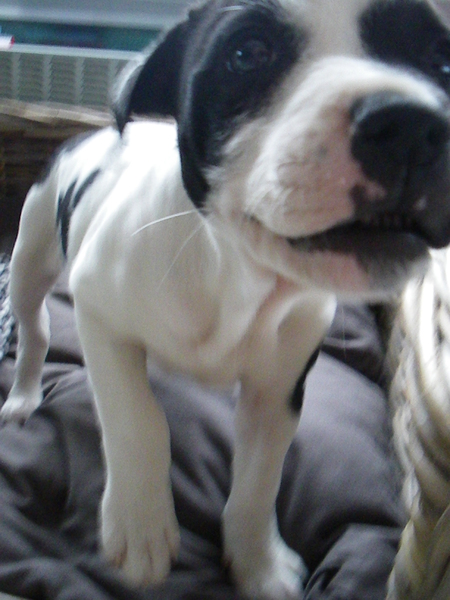 Fam. Demuynck-Bonroy