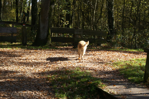 iemand het bos insturen
