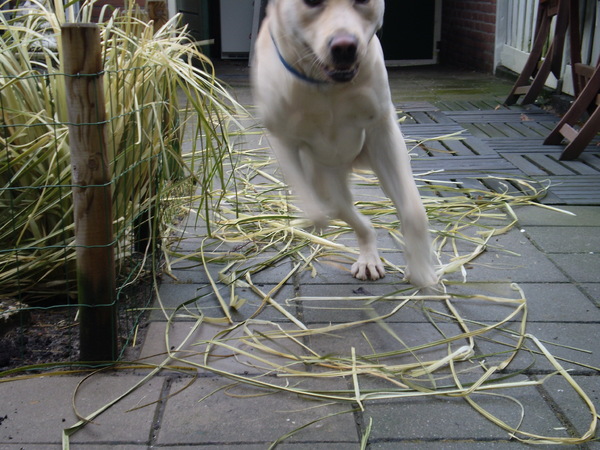 Hij weet van de Duivel geen kwaad