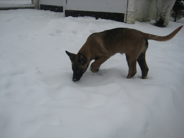 Belgische Herdershond, Mechelse