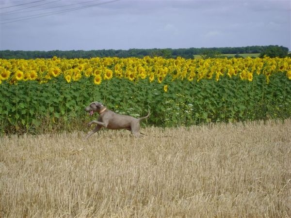 Weimaraner