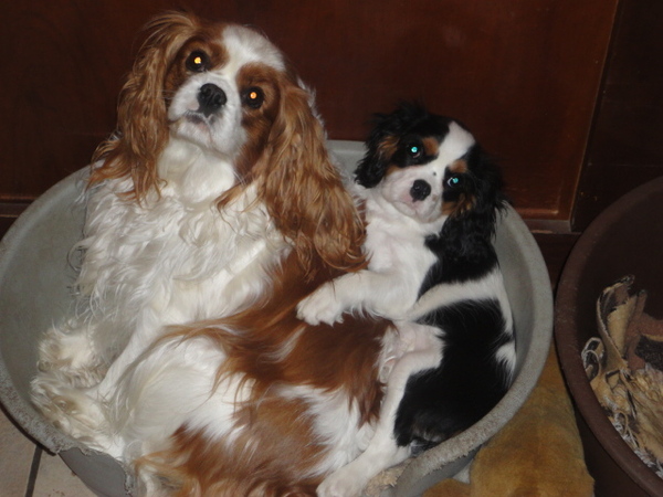 Cavalier King Charles Spaniel