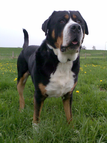 Grote Zwitserse Sennenhond