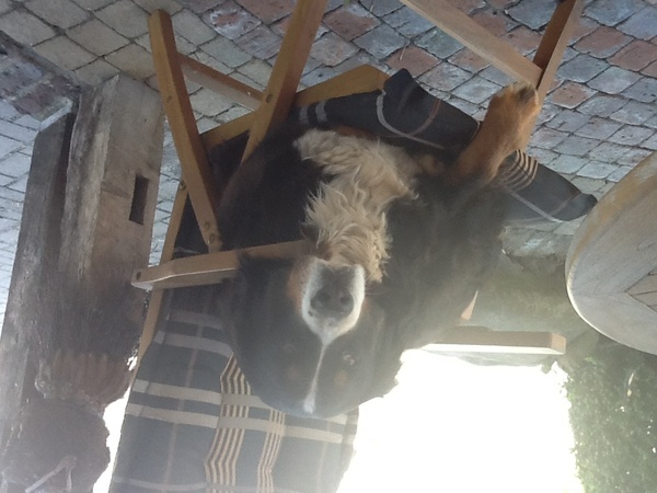 Berner Sennenhond