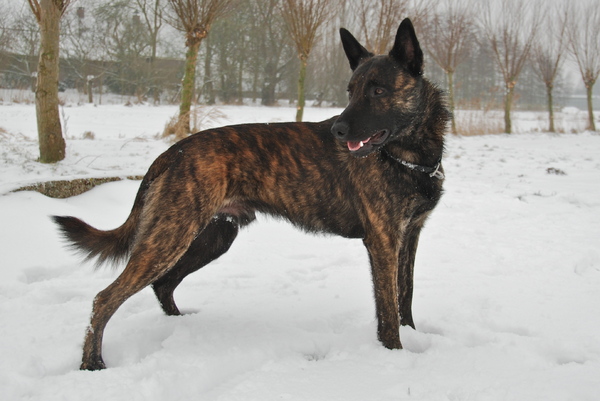 Hollandse Herdershond, korthaar