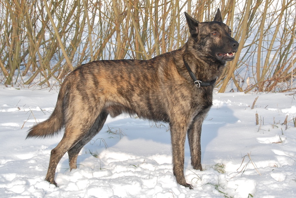 Hollandse Herdershond, korthaar