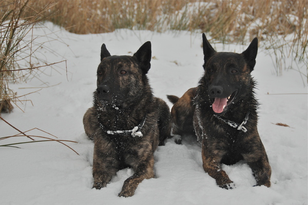 Hollandse Herdershond