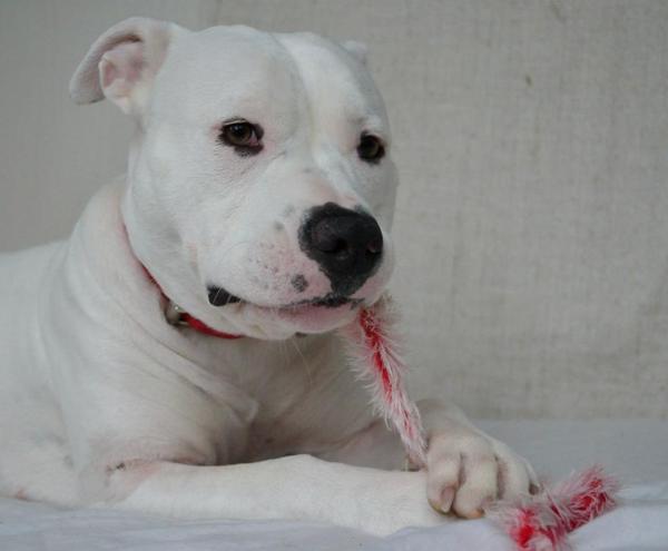 zeggen ze dat flamingo lekker is... 