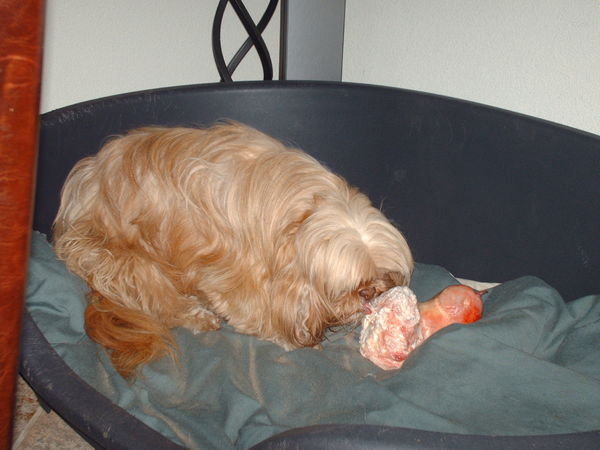 genieten van een te groot bot