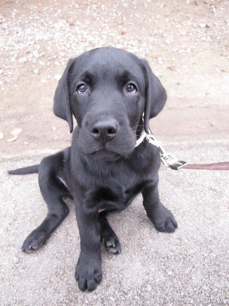 Labrador Retriever