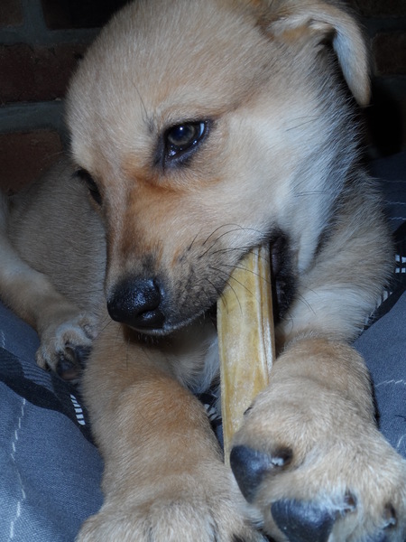 Zoë: Mijn eerste kauw staafje