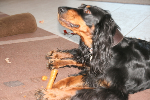 Ze zeggen dat je van worteltjes beter gaat zien...., 