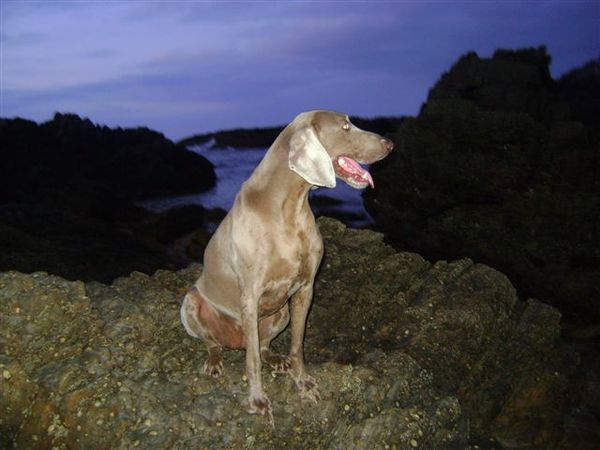 Weimaraner