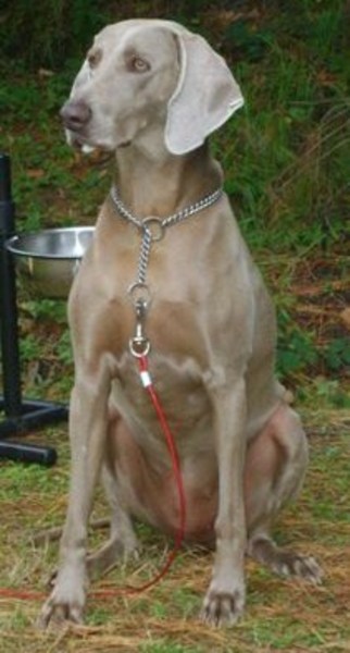 Weimaraner