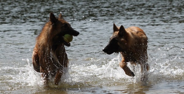 Van het Osscher Meer