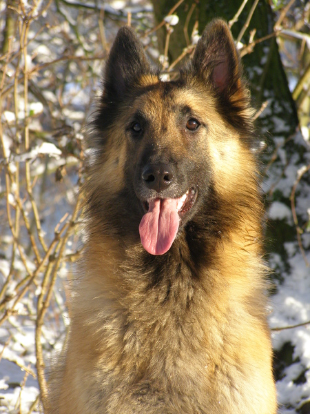 Van het Osscher Meer