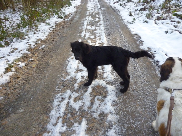 Shadow (Flatcoat x Newfy? )